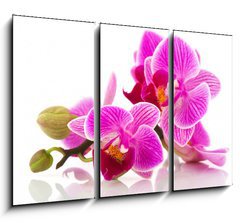 Obraz 3D tdln - 105 x 70 cm F_BB38877808 - Tropical pink orchid