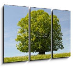 Obraz 3D tdln - 105 x 70 cm F_BB39531332 - Linde Baum