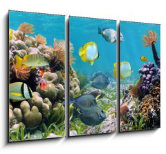 Obraz 3D tdln - 105 x 70 cm F_BB39646629 - Underwater panorama in a coral reef with colorful tropical fish and marine life - Podvodn panorama v korlovm tesu s barevnmi tropickmi rybami a moskm ivotem