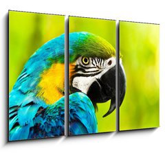 Obraz   Exotic colorful African macaw parrot, 105 x 70 cm