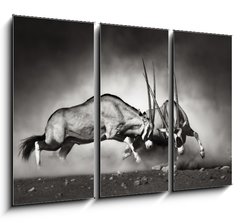 Obraz   Gemsbok fight, 105 x 70 cm