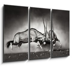 Obraz 3D tdln - 105 x 70 cm F_BB40410948 - Gemsbok fight