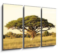 Obraz 3D tdln - 105 x 70 cm F_BB40470084 - Acacia on the African plain