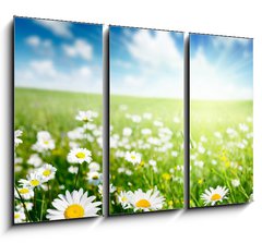 Obraz 3D tdln - 105 x 70 cm F_BB40565280 - field of daisy flowers