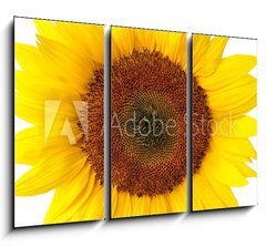 Obraz 3D tdln - 105 x 70 cm F_BB40639356 - Die perfekte Sonnenblume auf wei