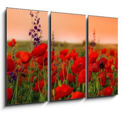 Obraz 3D tdln - 105 x 70 cm F_BB40720767 - Field of poppies on a sunset