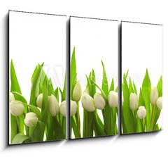 Obraz 3D tdln - 105 x 70 cm F_BB40774643 - Weie Tulpen