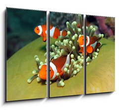 Obraz   Three Western Clown Anemonefish in Anemone, Bunaken, Indonesia, 105 x 70 cm