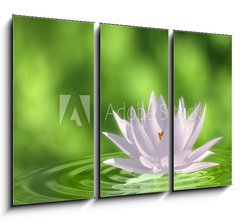 Obraz 3D tdln - 105 x 70 cm F_BB41172939 - Floating waterlily