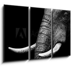 Obraz   African Elephant Close Up, 105 x 70 cm