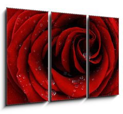 Obraz 3D tdln - 105 x 70 cm F_BB41252585 - Red rose closeup