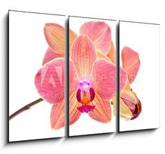 Obraz 3D tdln - 105 x 70 cm F_BB41466229 - Pink orchid