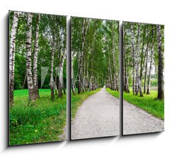 Obraz 3D tdln - 105 x 70 cm F_BB41548015 - path in birch forest - cesta v bezovm lese