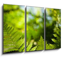 Obraz 3D tdln - 105 x 70 cm F_BB419413555 - Green fresh fern leafs in a forest with trees in the background and a blue sky