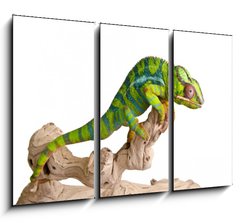 Obraz 3D tdln - 105 x 70 cm F_BB41961007 - Colorful chameleon (5)