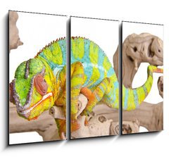 Obraz 3D tdln - 105 x 70 cm F_BB41961135 - Colorful chameleon. - Barevn chameleon.