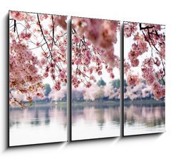 Obraz 3D tdln - 105 x 70 cm F_BB41977013 - Cherry Blossoms over Tidal Basin in Washington DC