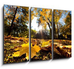 Obraz 3D tdln - 105 x 70 cm F_BB42033806 - Fall autumn park. Falling leaves in a sunny day