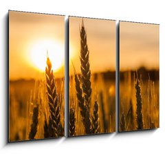 Obraz   Wheat Stalk silhouette, 105 x 70 cm