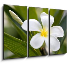 Obraz 3D tdln - 105 x 70 cm F_BB42353614 - tropical flowers frangipani (plumeria)