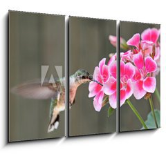 Obraz 3D tdln - 105 x 70 cm F_BB42378614 - Hummingbird Feeding