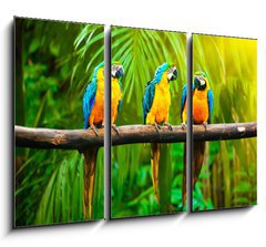 Obraz 3D tdln - 105 x 70 cm F_BB42532067 - Blue-and-Yellow Macaw - Modr