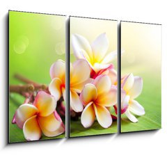 Obraz 3D tdln - 105 x 70 cm F_BB42559107 - Frangipani Tropical Spa Flower. Plumeria. Shallow DOF
