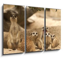 Obraz   Portrait group of meerkat, 105 x 70 cm