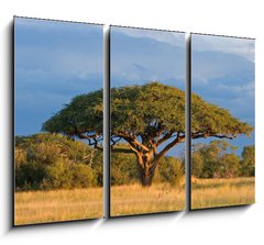 Obraz 3D tdln - 105 x 70 cm F_BB4280552 - African Acacia tree, Hwange National Park, Zimbabwe - Africk strom akcie, nrodn park Hwange, Zimbabwe