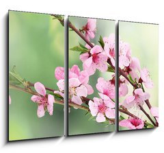 Obraz   beautiful pink peach blossom on green background, 105 x 70 cm