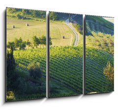 Obraz 3D tdln - 105 x 70 cm F_BB42859045 - campagna Toscana, Italia