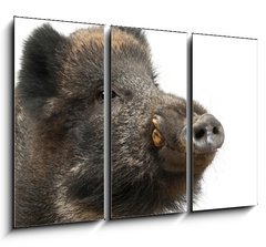 Obraz   Wild boar, also wild pig, Sus scrofa years old, 105 x 70 cm