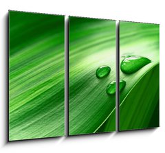 Obraz 3D tdln - 105 x 70 cm F_BB43098677 - Plantleaf
