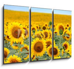 Obraz 3D tdln - 105 x 70 cm F_BB43246841 - Beautiful sunflower field