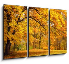 Obraz   Autumn / Gold Trees in a park, 105 x 70 cm