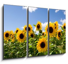 Obraz 3D tdln - 105 x 70 cm F_BB43441977 - Sonnenblumen