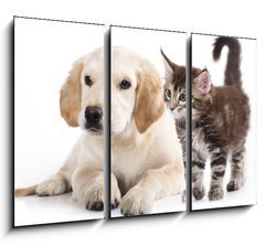 Obraz 3D tdln - 105 x 70 cm F_BB43955871 - Cat and dog