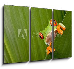 Obraz 3D tdln - 105 x 70 cm F_BB43998822 - red eyed tree frog peeping