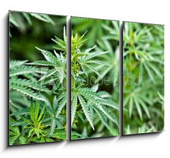 Obraz 3D tdln - 105 x 70 cm F_BB44012668 - marijuana