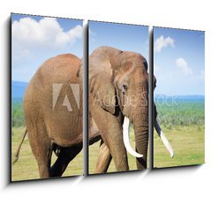 Obraz   Elephant with large tusks, 105 x 70 cm