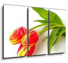 Obraz 3D tdln - 105 x 70 cm F_BB4410361 - tulpen - tulips - tulipn