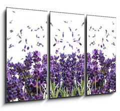 Obraz 3D tdln - 105 x 70 cm F_BB44305903 - fresh lavender flowers on white