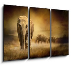 Obraz   Elephants at sunset, 105 x 70 cm