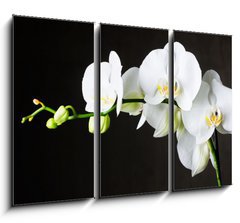 Obraz 3D tdln - 105 x 70 cm F_BB44550802 - Close-up of white orchids (phalaenopsis) against dark background