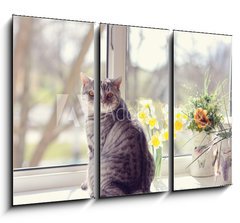 Obraz 3D tdln - 105 x 70 cm F_BB44792547 - cat sitting on the windowsill in the flowers on the background o