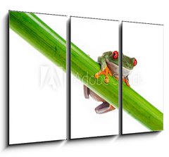 Obraz   Green Frog with red eye., 105 x 70 cm