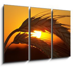 Obraz 3D tdln - 105 x 70 cm F_BB4517963 - Wheat