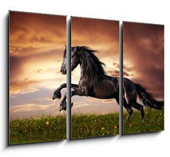 Obraz 3D tdln - 105 x 70 cm F_BB45203930 - Black Friesian horse gallop