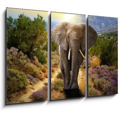 Obraz 3D tdln - 105 x 70 cm F_BB45496510 - Elephant walking on the road at sunset