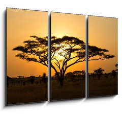 Obraz 3D tdln - 105 x 70 cm F_BB45762183 - Rising Sun shinning through an Acacia Tree in Serengeti - Stoupajc slunce se proln stromem akcie v Serengeti